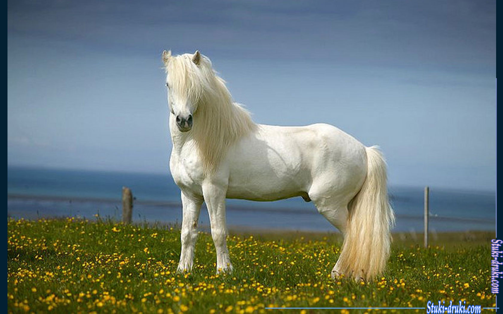 Белые лошади 6