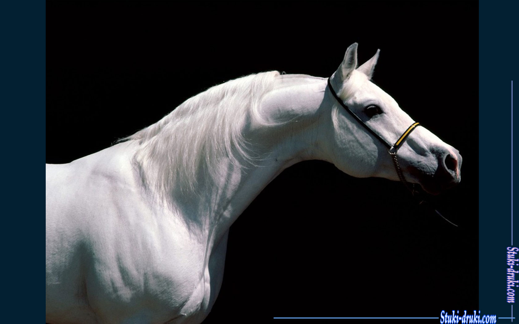 Белые лошади 7
