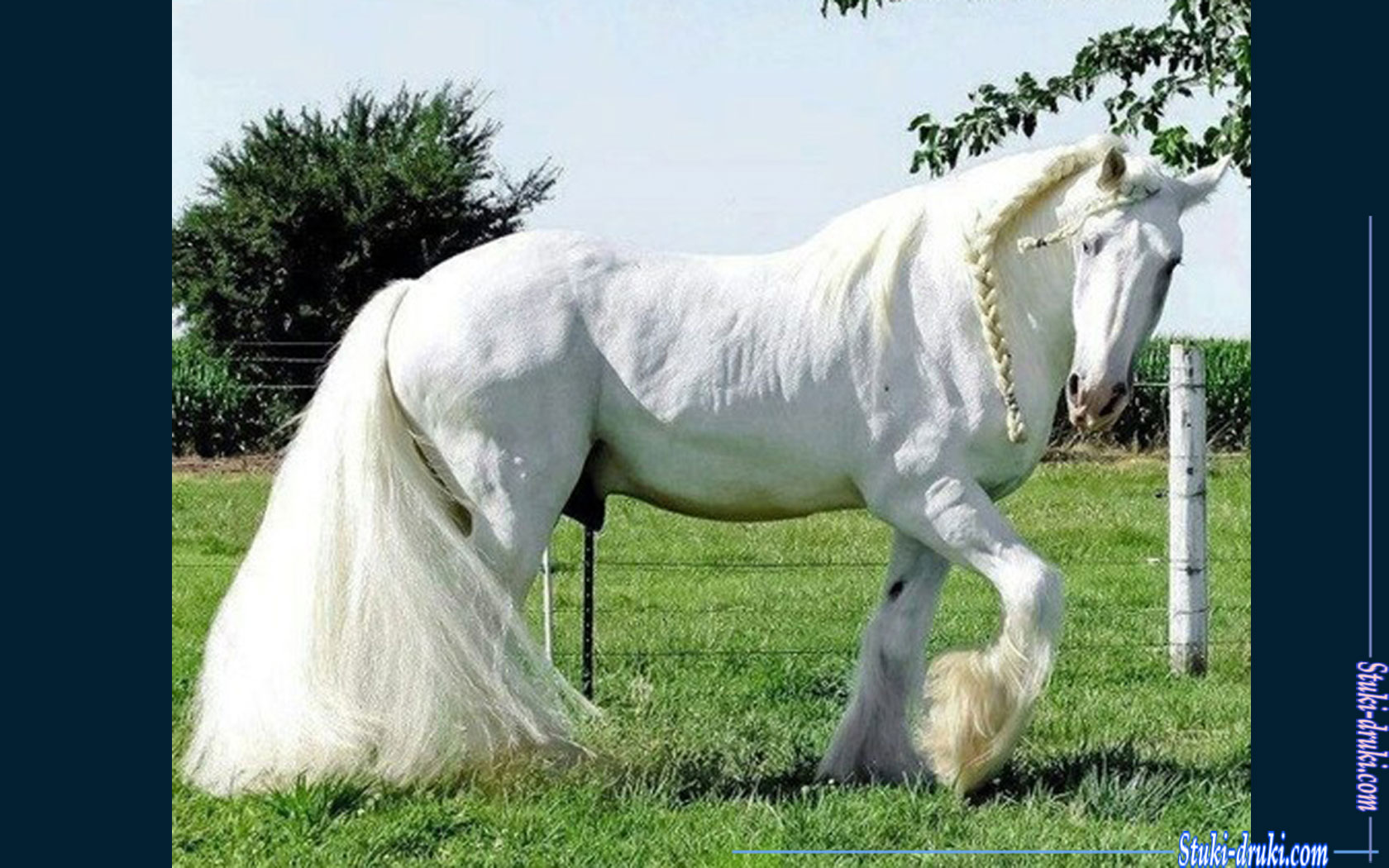 Белые лошади 11