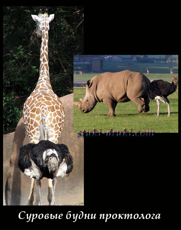 Страусы заглядывают под хвост жирафу и носорогу