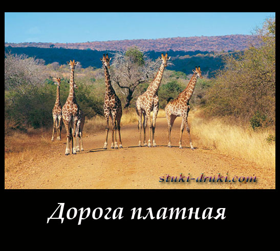 Четыре жирафа перегородили дорогу