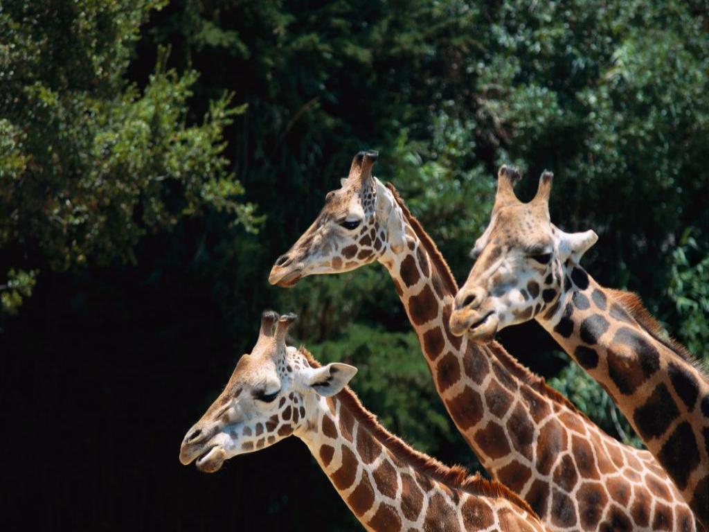 Прикольные жирафы 10
