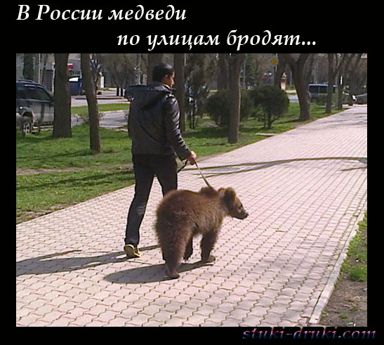 Медведи в российских городах 02