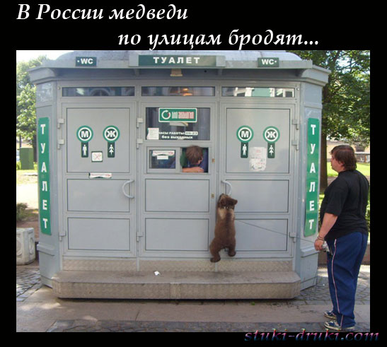 Медведи в российских городах 03