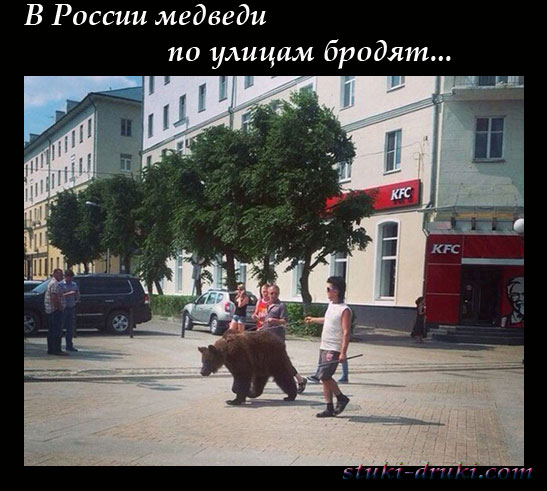 Медведи в российских городах 09