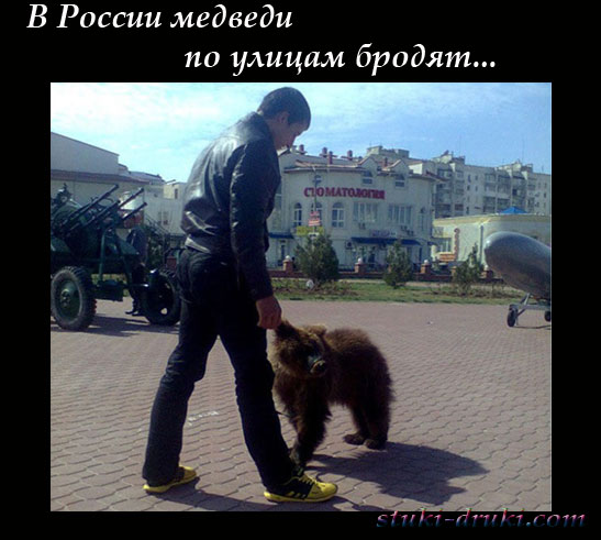 Медведи в российских городах 11