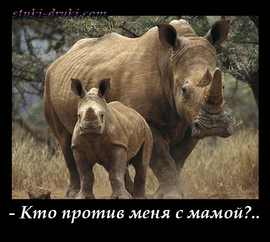 Самка носорога с детенышем