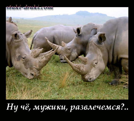 Носороги собрались бодаться