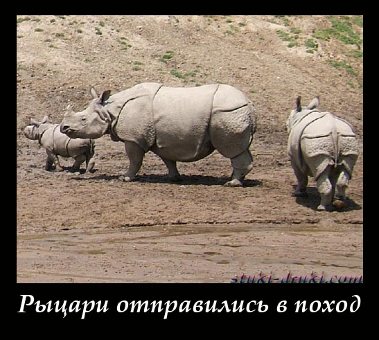 Группа носорогов