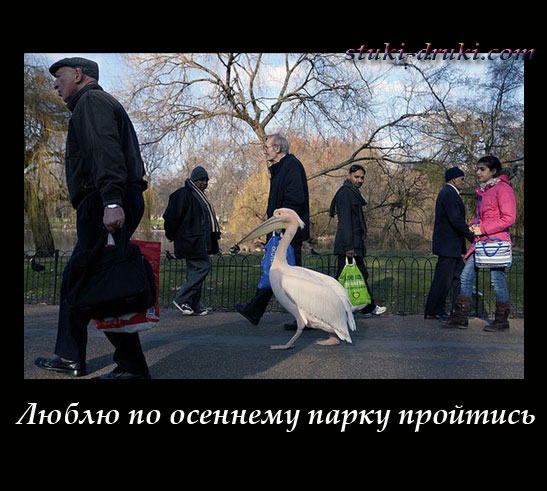 Пеликан гуляет в парке среди людей