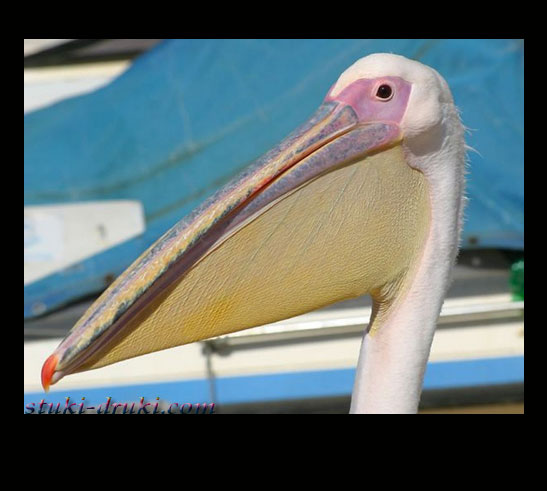 Прикольные пеликаны 04