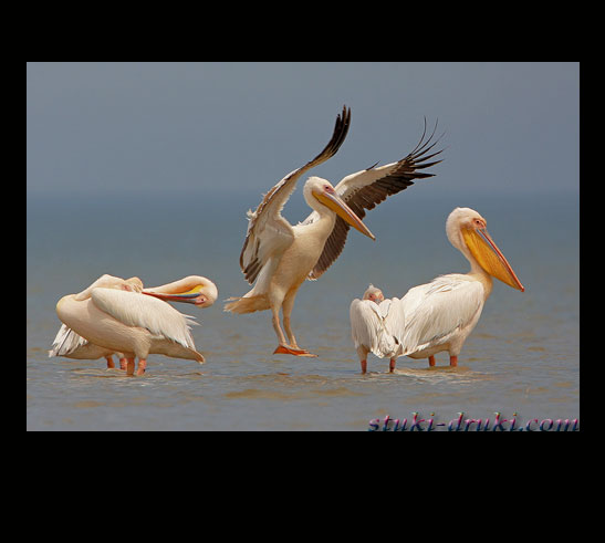 Прикольные пеликаны 06