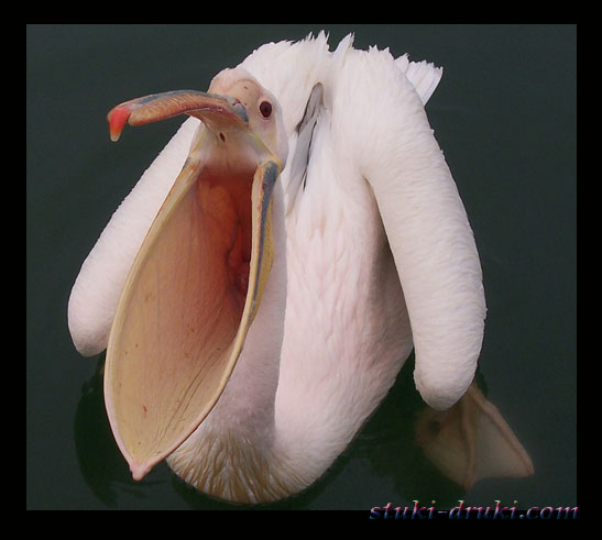 Прикольные пеликаны 09