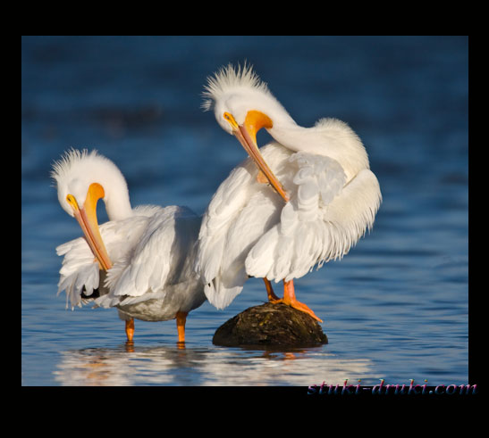 Прикольные пеликаны 10
