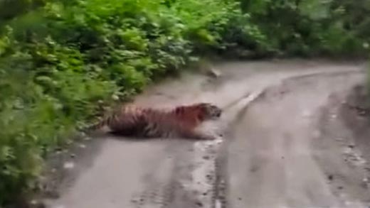 тигр на дороге