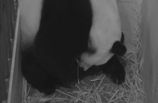 панда рожает