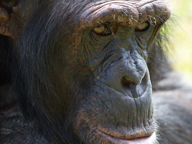шимпанзе 2
