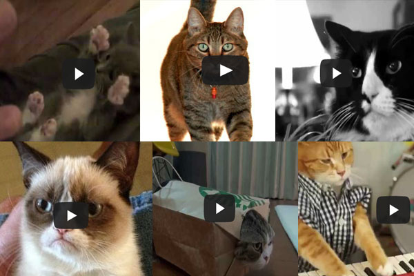 10 котов YouTube