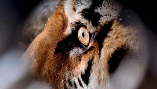 глаз тигра
