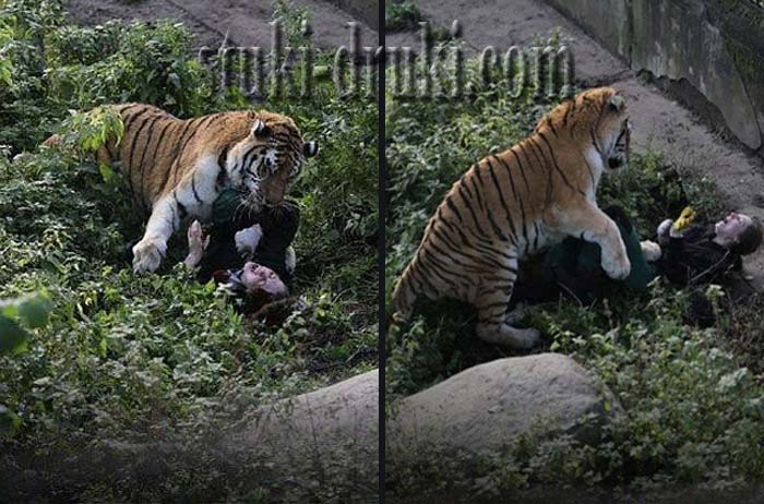 амурский тигр напал на сотрудницу зоопарка