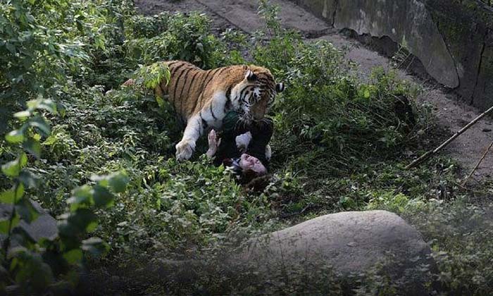 амурский тигр напал на сотрудницу зоопарка 2