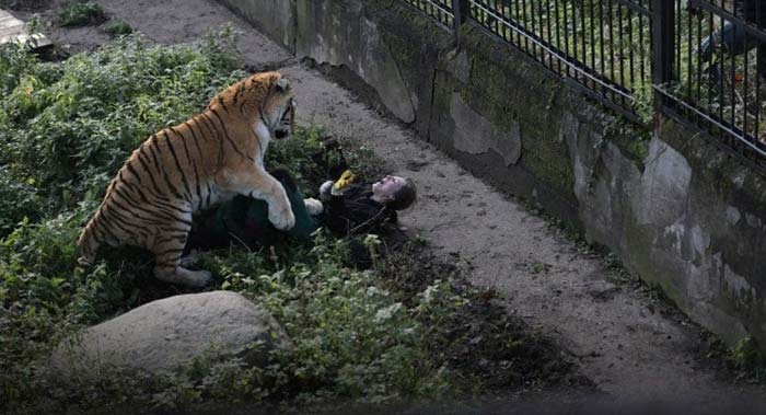амурский тигр напал на сотрудницу зоопарка 3