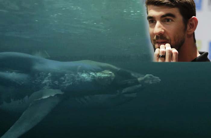 Майкл Фелпс vs большая белая акула