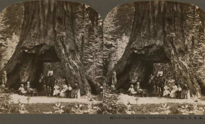 Дерево-туннель 2