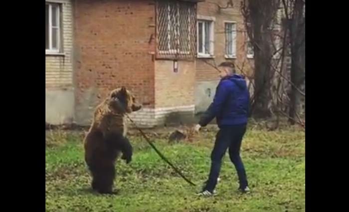 медведь в центре Таганрога