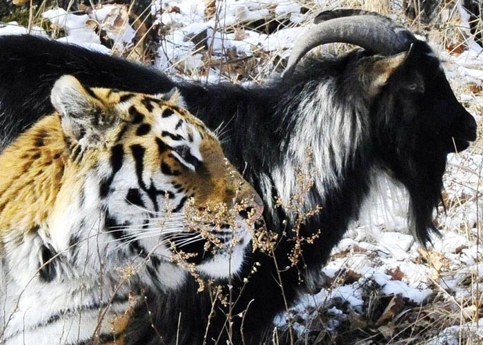 козел Тимур и тигр Амур