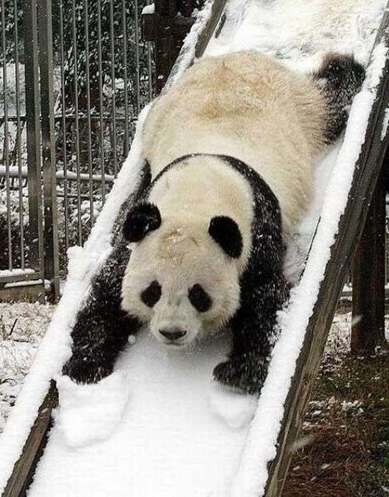 Панда на горке