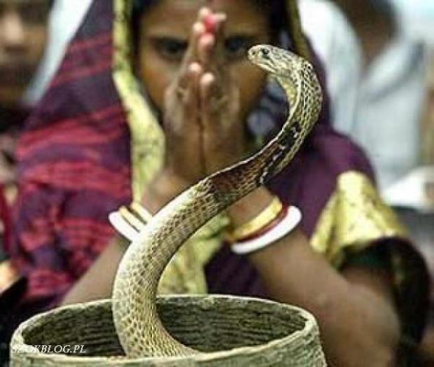 В Индии девушка бракосочеталась со змеем