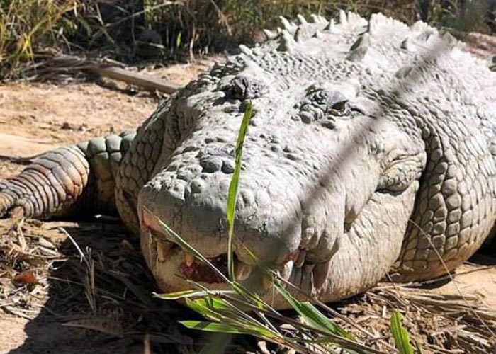 крокодил Бука