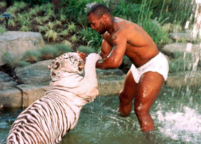 Майк Тайсон и бенгальский тигр