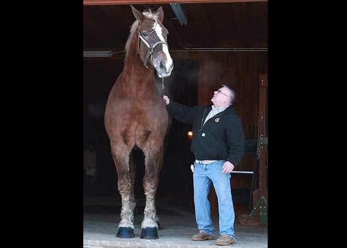 самый высокий конь в мире по кличке Большой Джейк