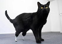 бионический кот Оскар