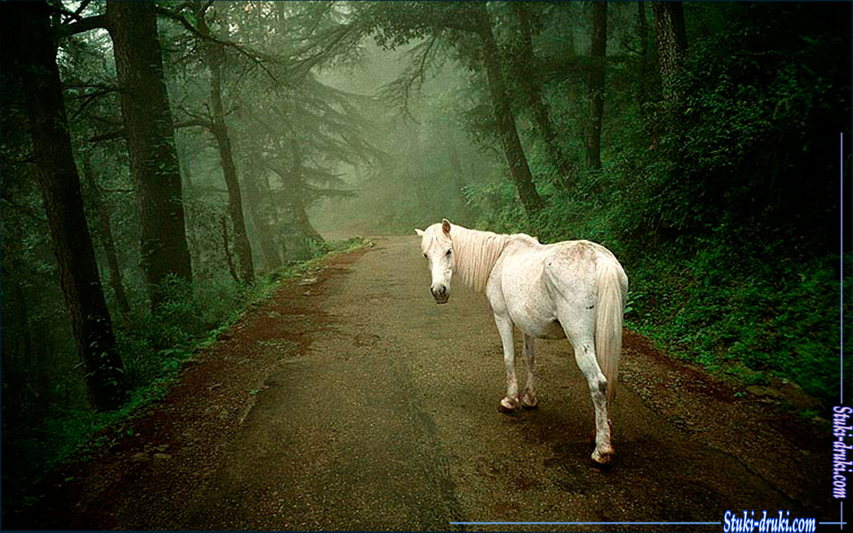 По дороге лошадка. Одинокая лошадь. На конях по дороге. Лошадь уходит. Лошадь бежит по дороге.