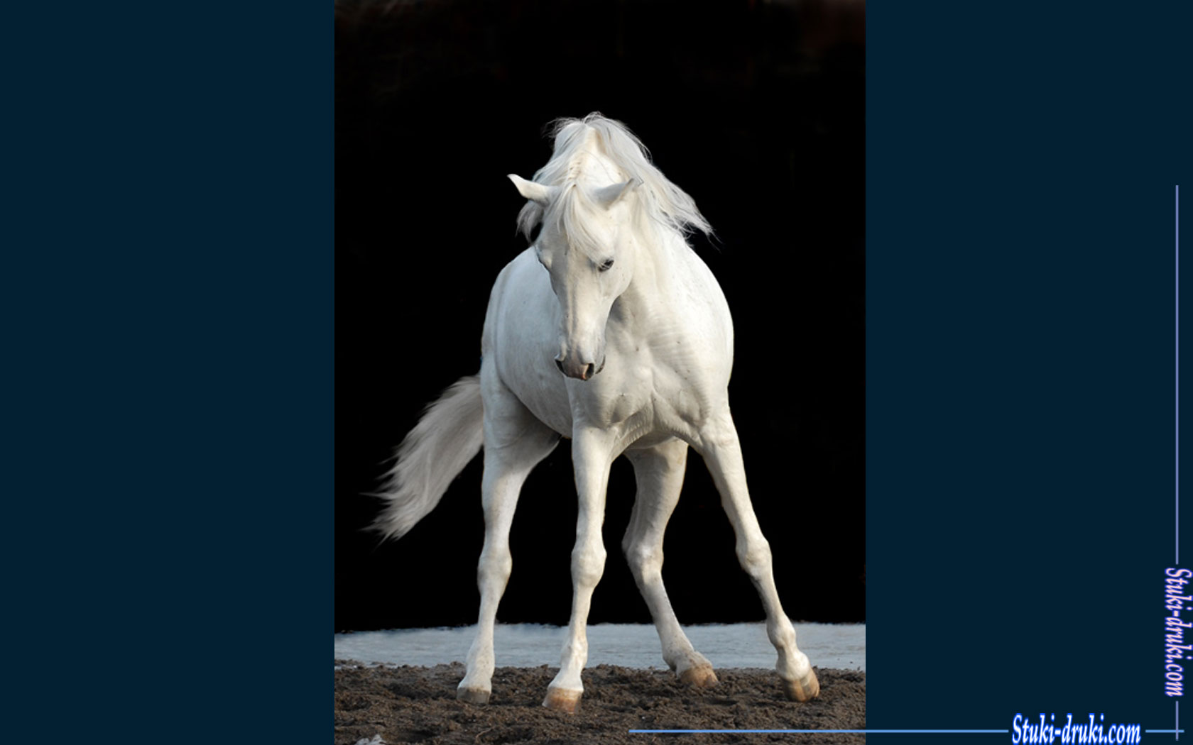 Белые лошади 2