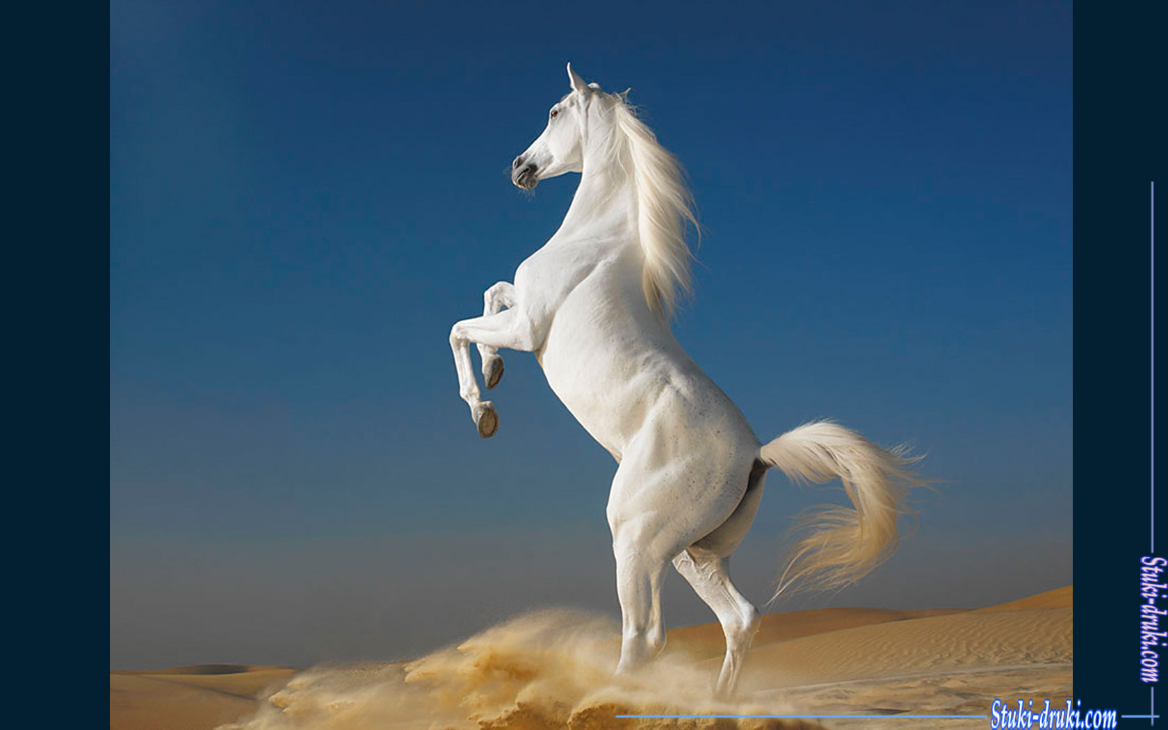 Белые лошади 3