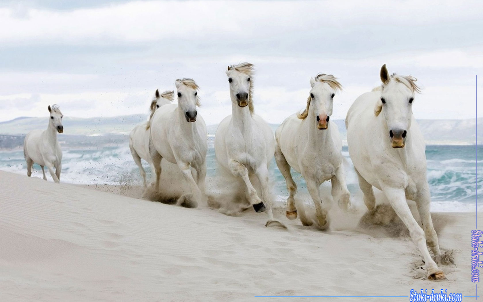Белые лошади 9