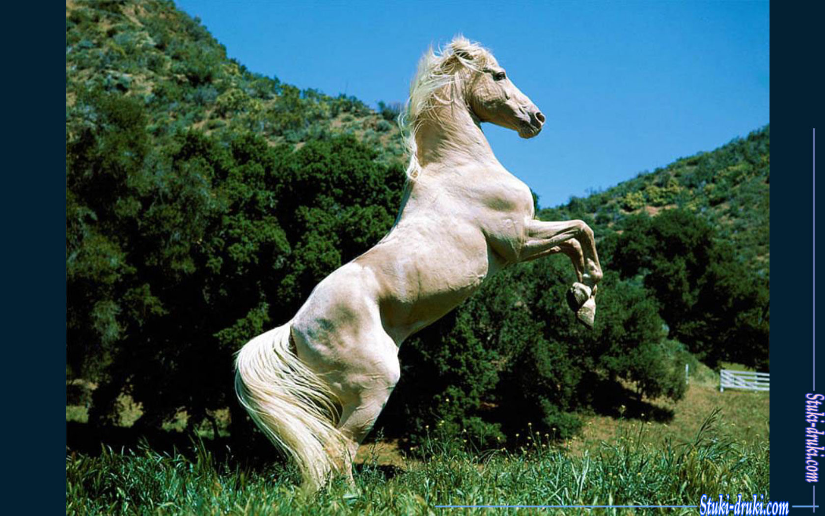 Белые лошади 10