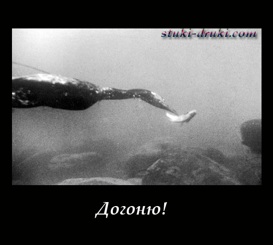 Баклан под водой ловит рыбу