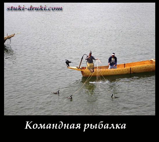 Группа бакланов на поводках ловят рыбу