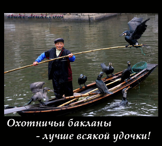 Рыбак ловит рыбу с помощью бакланов