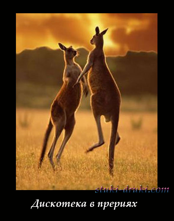 Два кенгуру прыгают друг напротив друга