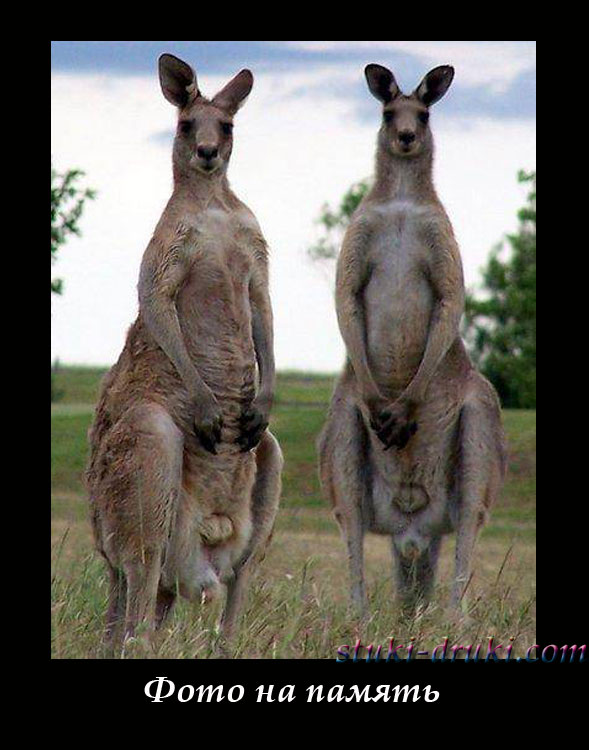 Два кенгуру стоят