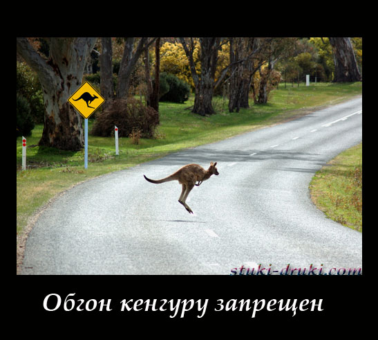 Кенгуру на дороге на фоне знака Осторожно, кенгуру