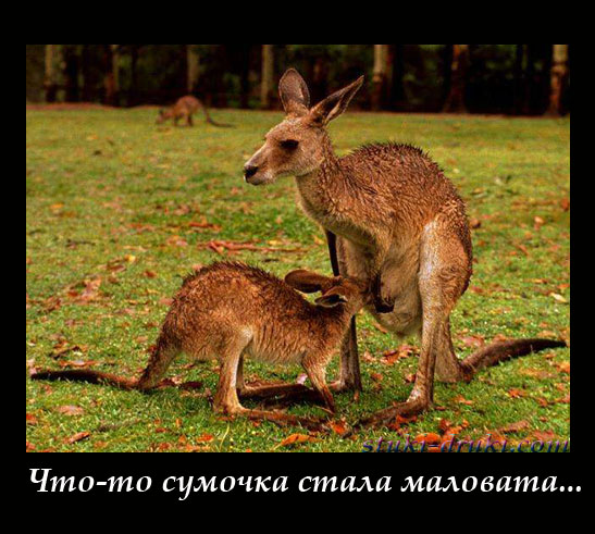 Подросший детеныш кенгуру не помещается в сумочку самки