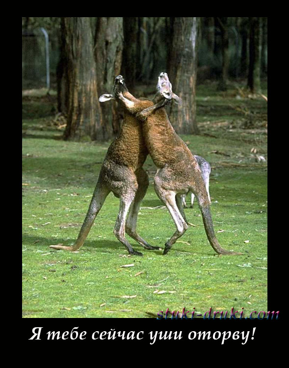 Два кенгуру дерутся