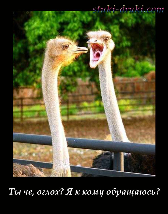 Страус кричит на другого страуса